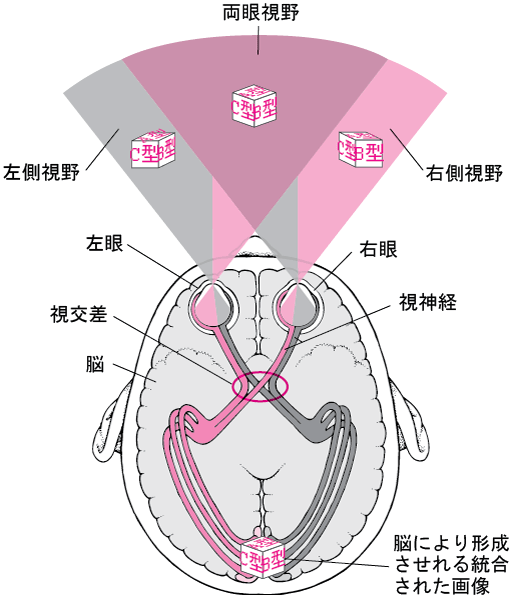 2_視神経から脳.gif