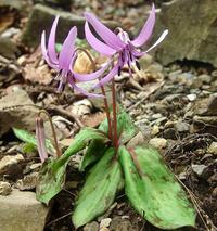 800px-Erythronium_japonicum_in_Mount_Sho.jpg