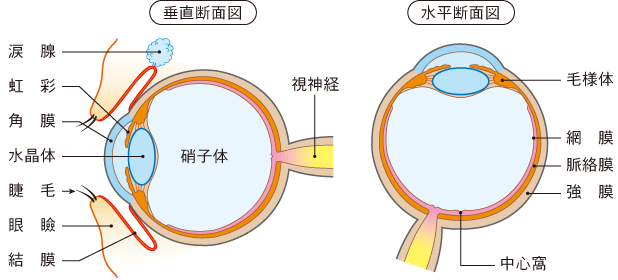 1_眼の構造.gif